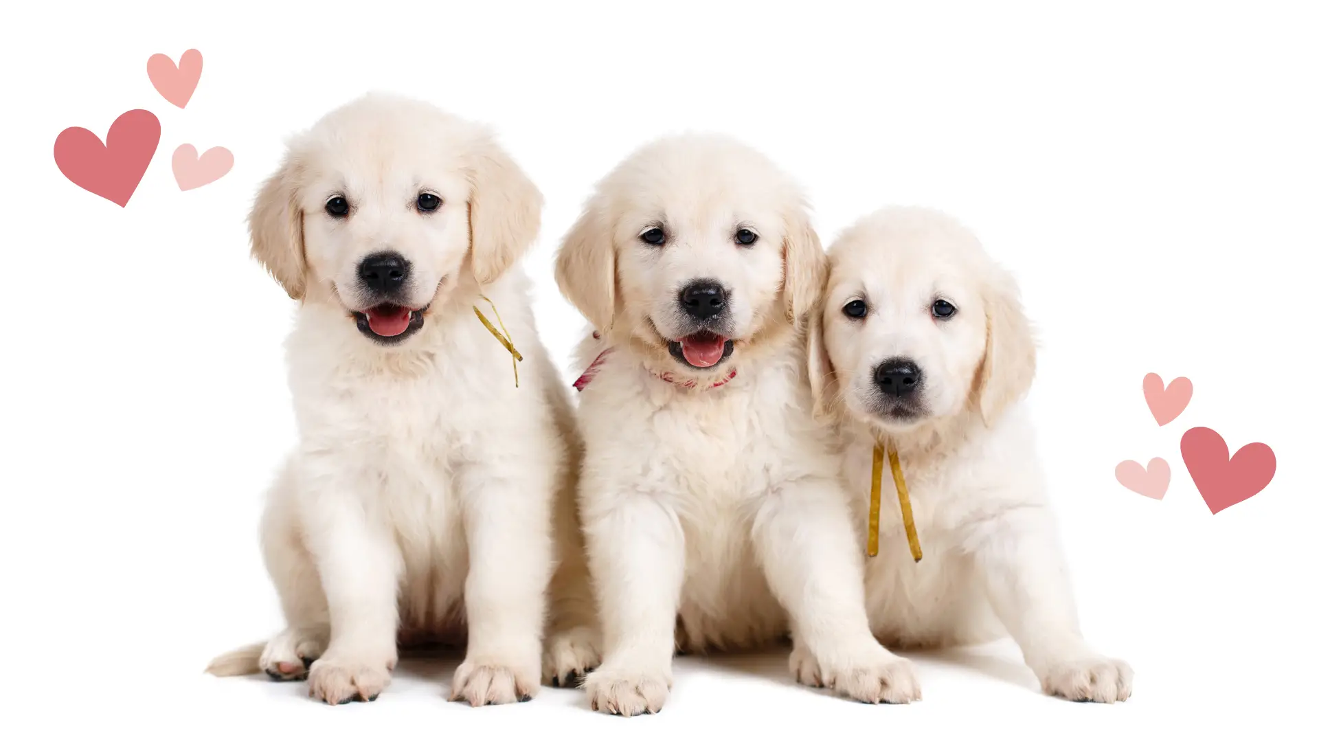 Three golden retriever puppies sat side by side against a white background. A few pink hearts suggest a Valentines theme.